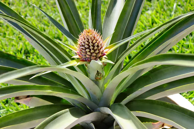 Pineapple Orange Guava : 菠萝橙番石榴