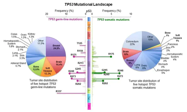 Back Mutation : 反向突变