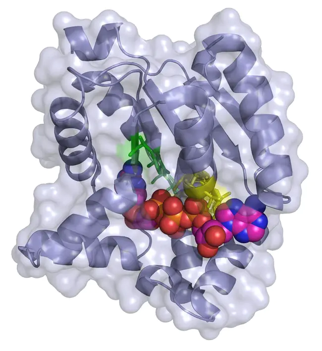 Adenylate Kinase : 腺苷酸激酶