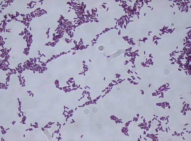 Bacillus Thurengiensis : 苏伦支芽孢杆菌