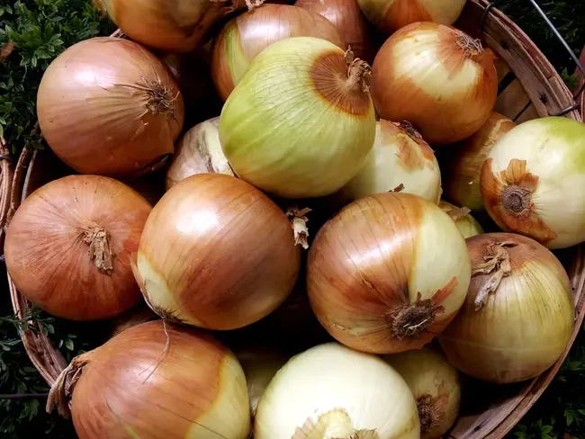 Onions : 洋葱