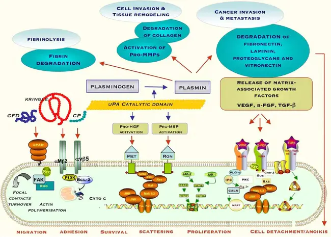 Urokinase Plasminogen Activator : 尿激酶纤溶酶原激活剂