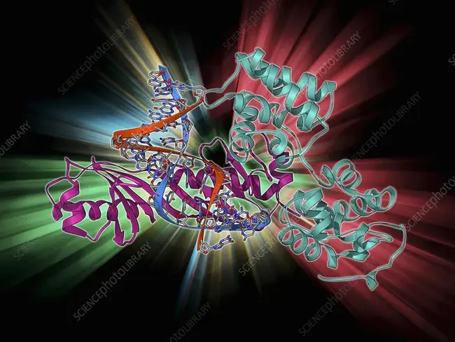 Tata Binding Protein : TATA结合蛋白