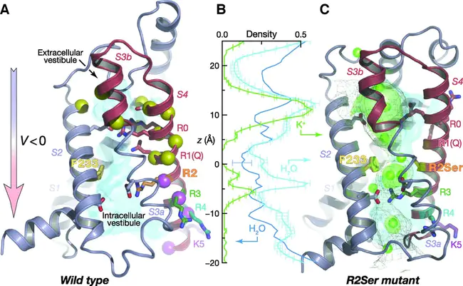 Regulates Conduction of Potassium (K = Potassium) : 调节钾的传导（K=钾）