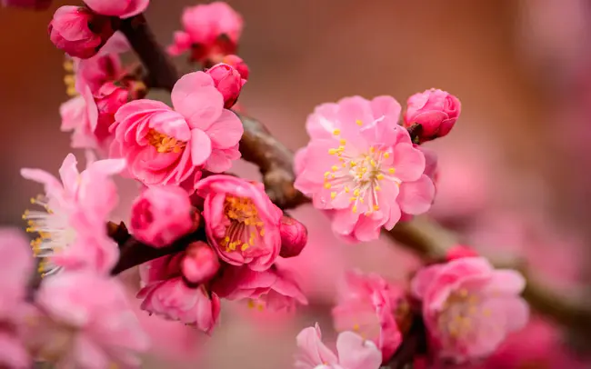 Blossom Mushiform Encephalopathy : 花状蘑菇状脑病