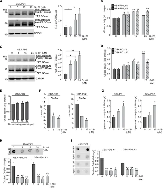 Wild- Type Glucocorticoid Receptor : 野生型糖皮质激素受体