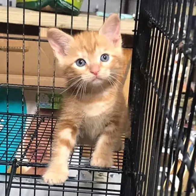 Orange Kitten : 橙色小猫
