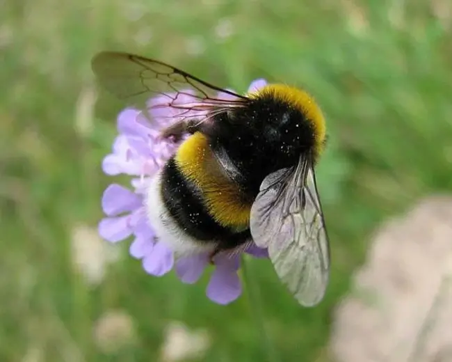 Bumblebees Of Brouhaha : 布鲁哈大黄蜂