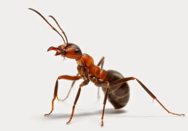 Ant Hell : 蚂蚁地狱