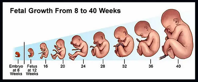 Fetal Origins of Adult Disease : 成人疾病的胎儿起源