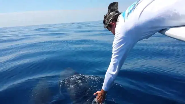 Feed Our Adorable Dolphins : 喂我们可爱的海豚