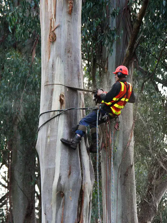 Arboriculture Specialist Group : 树木栽培专家组