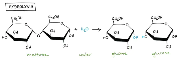 Hydrolysis House : 水解房