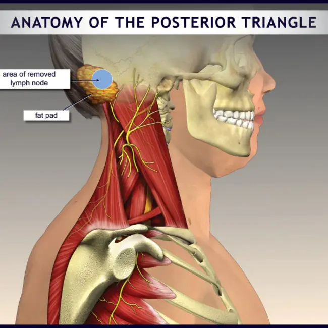 Posterior Crico Aritenoid : 后环状