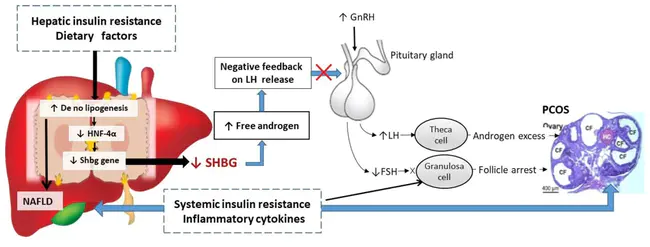 Hormone Induction Therapy : 激素诱导疗法