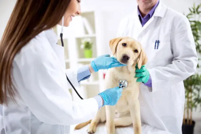 Veterinary Information Assistant : 兽医信息助理