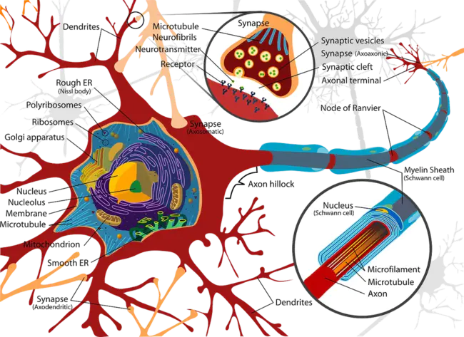 Neuromuscular Developmental Technique : 神经肌肉发育技术