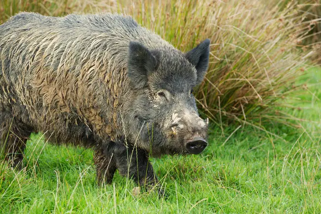 Boars Sows And Piglets : 母猪和小猪