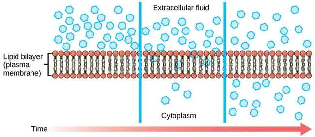 Diffusion, Localization, and Dissipation : 扩散、局部化和耗散