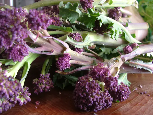 Purple Sprouting Broccoli : 紫芽花椰菜