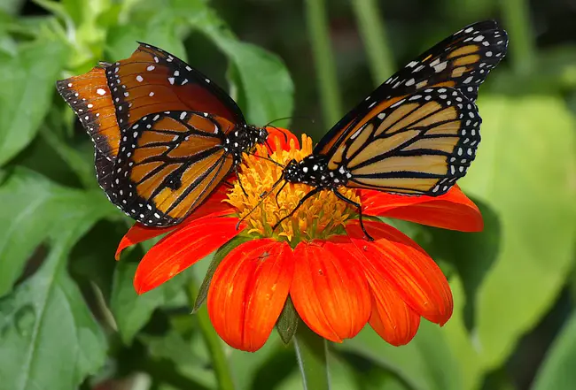 Butterflies In The Stomach : 蝴蝶在肚子里