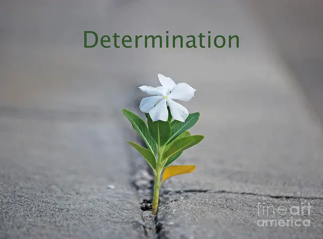 Determination Realism Enthusiasm Acceptance And Motivation : 决心现实主义热情接受与动机