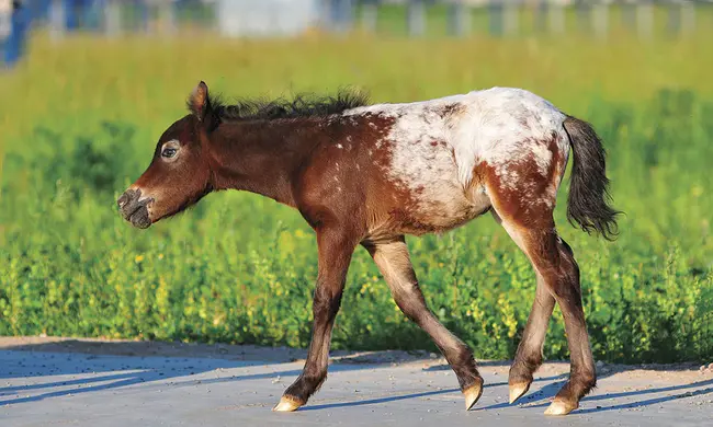 Ponies Of America : 美国小马