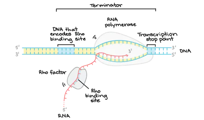 Transcriptional Start Site : 转录起始位点