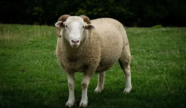 Breeding Sheep Examination : 种羊检查