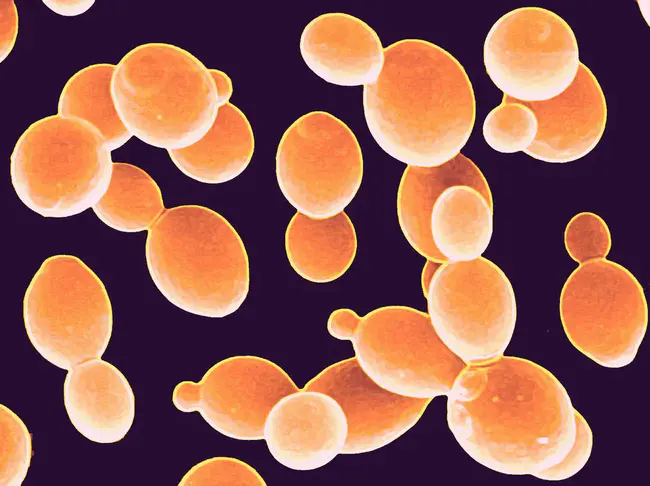 Yeast Artificial Chromosomes : 酵母人工染色体