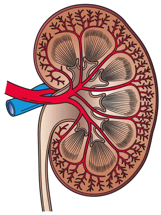 Kidney and Pancreas : 肾脏和胰腺