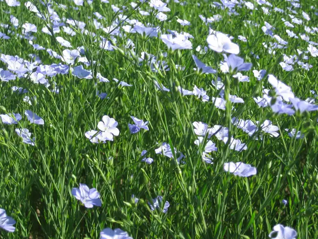 Flax : 亚麻