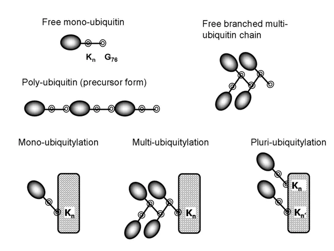 Ubiquitylated Protein Particle : 泛素化蛋白颗粒