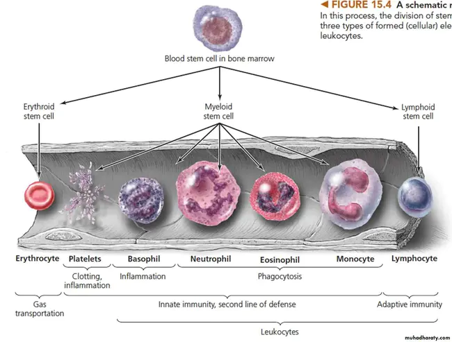 Leukocyte Immunization Therapy : 白细胞免疫治疗