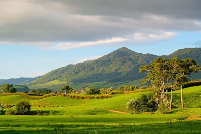 Kaimai Mamaku Forest Park : 凯麦玛玛库森林公园