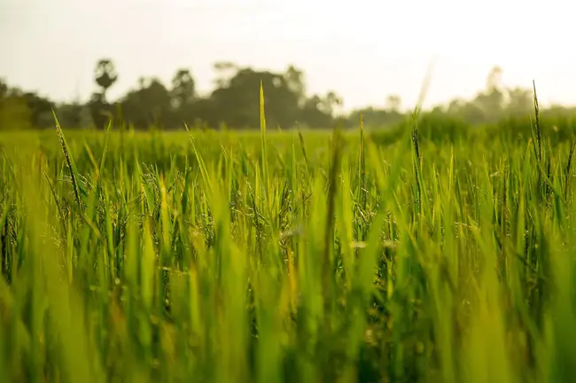 University of Tropical Agriculture : 热带农业大学