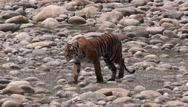 Royal Bengal Tiger : 皇家孟加拉虎