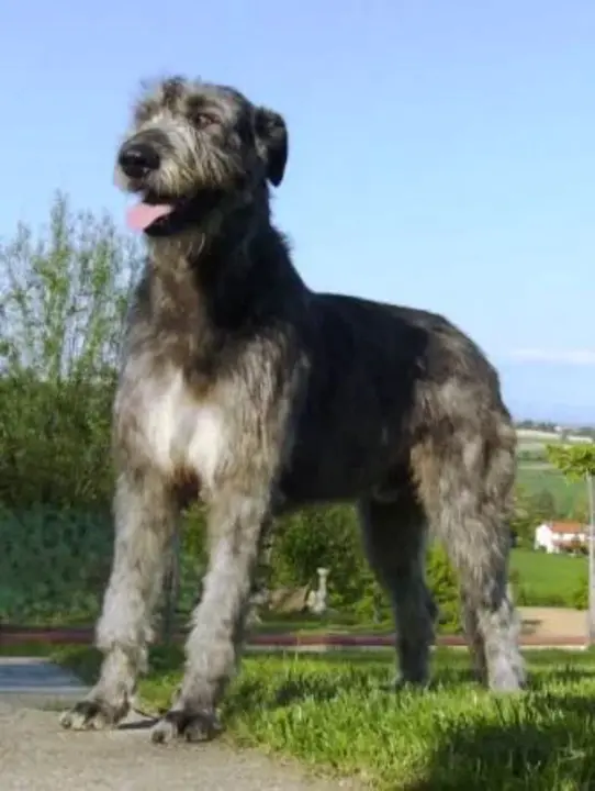 Irish Wolfhound : 爱尔兰猎狼犬