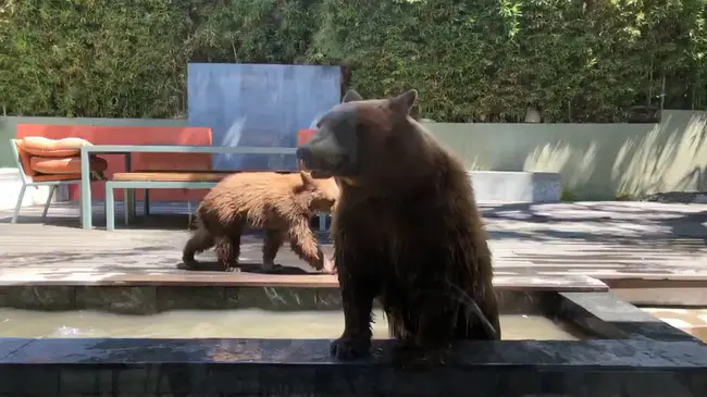 Bear Junior : 小熊