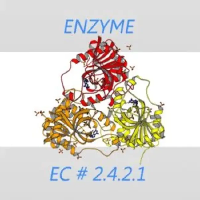 Purine Nucleoside Phosphorylase : 嘌呤核苷磷酸化酶