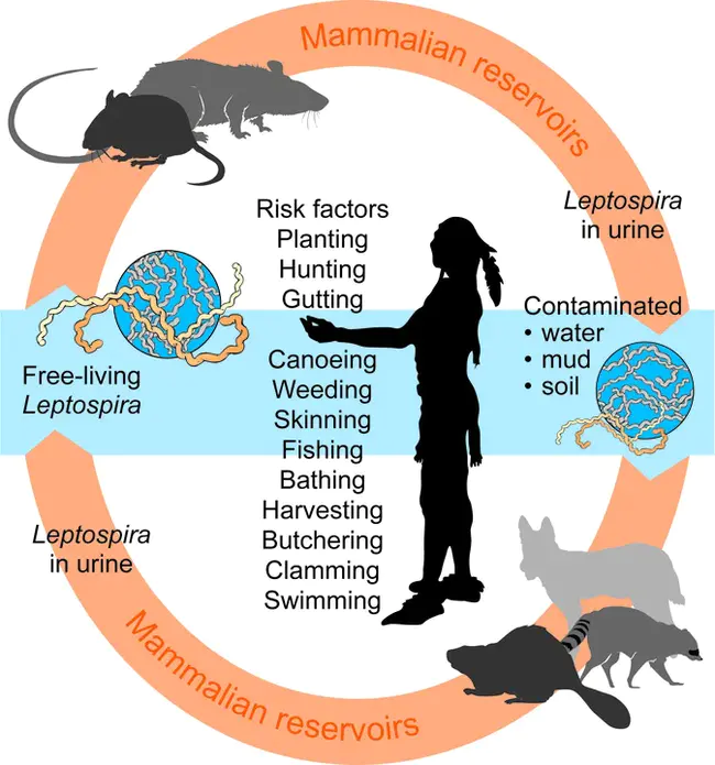 Leptospirosis Information Center : 钩端螺旋体病信息中心