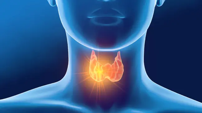 Thyroid Hormone : 甲状腺激素