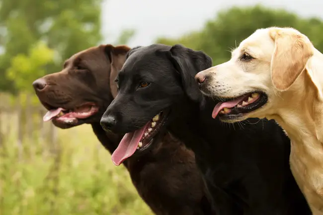 Labrador Retriever : 拉布拉多寻回犬