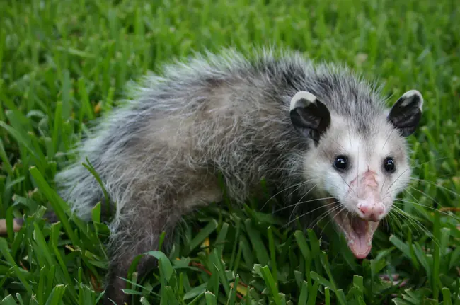 Possum Bub : 负鼠蟾蜍