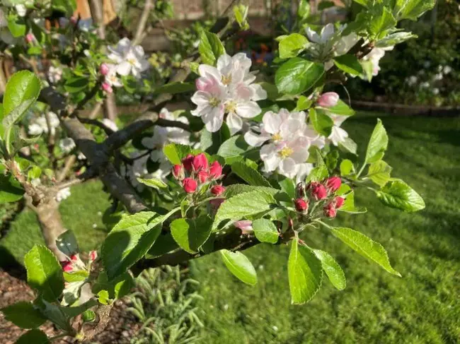 Master Gardener Volunteer : 园丁大师志愿者