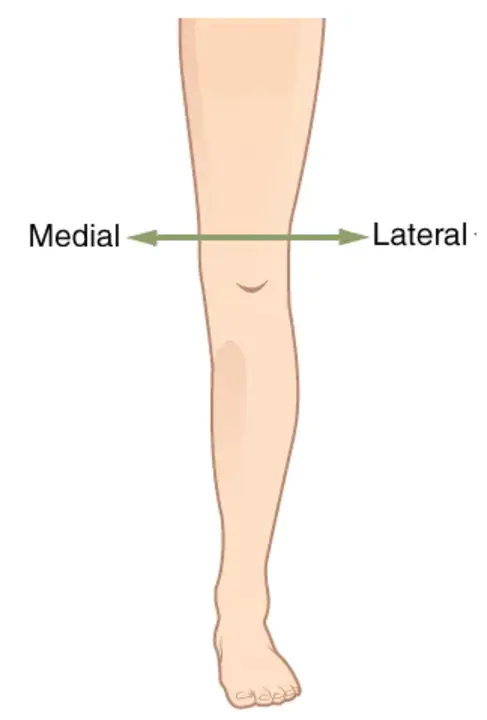 Medial-Lateral Variation : 内侧变异