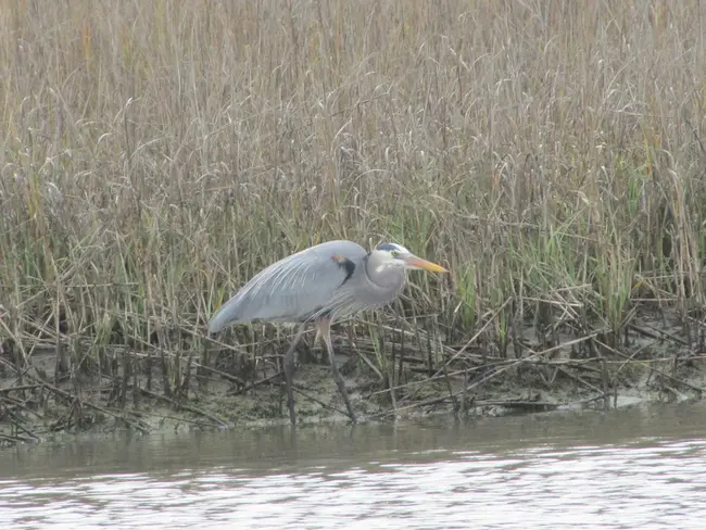 Marshbird Monitoring Workshop : 沼泽鸟监测研讨会