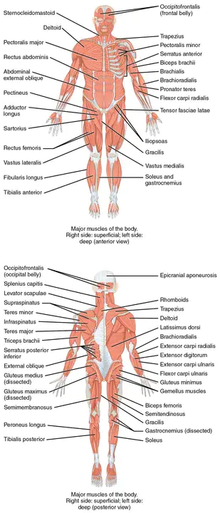 Musculo-SKeletal : 肌肉骨骼