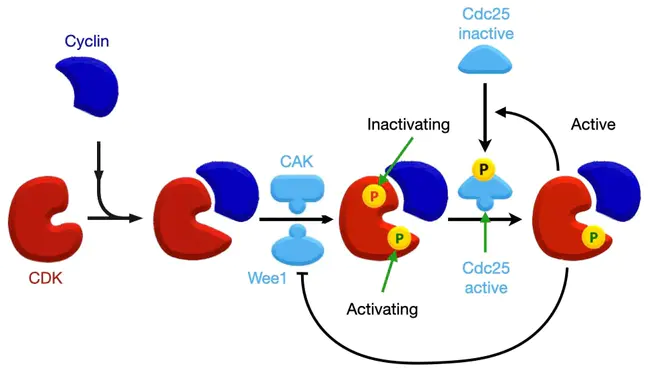 Cyclin Dependant Kinase : 细胞周期蛋白依赖激酶