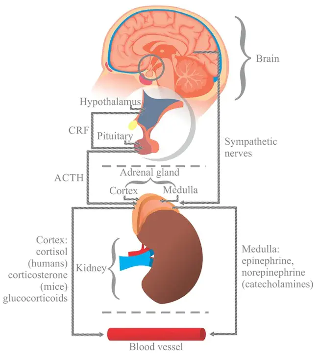 Growth Hormone Releaser : 生长激素释放剂